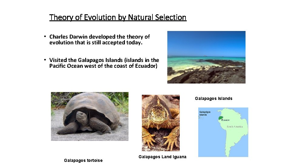 Theory of Evolution by Natural Selection • Charles Darwin developed theory of evolution that