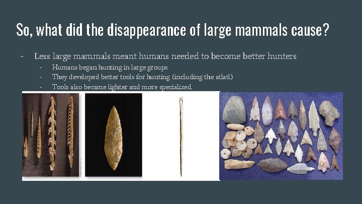 So, what did the disappearance of large mammals cause? - Less large mammals meant So, what did the disappearance of large mammals cause? - Less large mammals meant