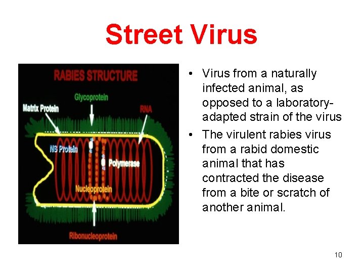 Street Virus • Virus from a naturally infected animal, as opposed to a laboratoryadapted