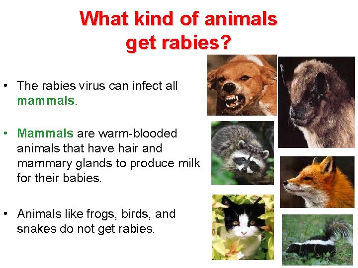 What kind of animals get rabies? • The rabies virus can infect all mammals.