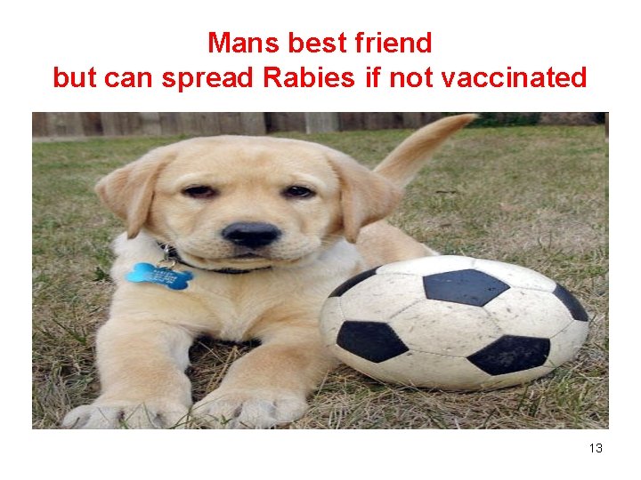 Mans best friend but can spread Rabies if not vaccinated 13 