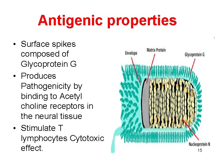 Antigenic properties • Surface spikes composed of Glycoprotein G • Produces Pathogenicity by binding