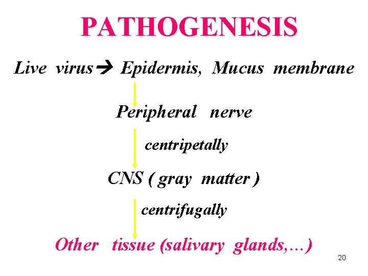 PATHOGENESIS Live virus Epidermis, Mucus membrane Peripheral nerve centripetally CNS ( gray matter )