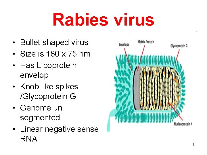 Rabies virus • Bullet shaped virus • Size is 180 x 75 nm •