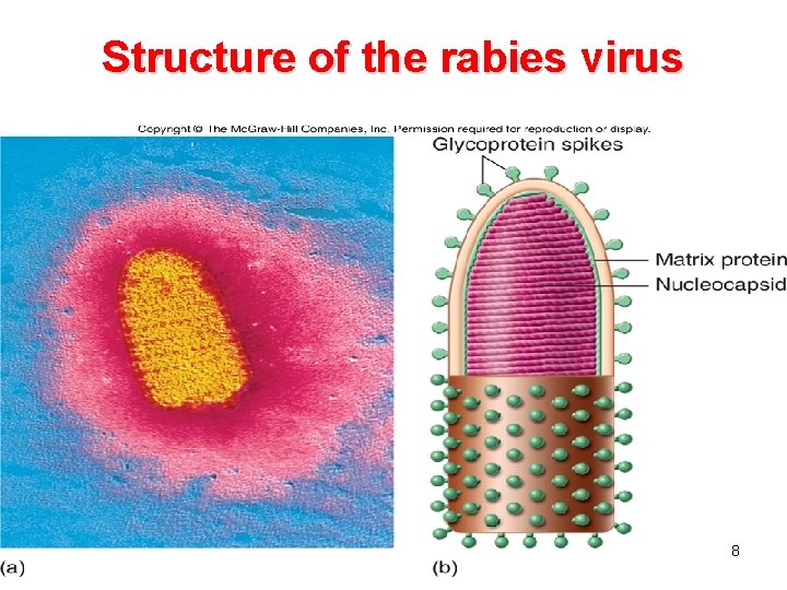 Structure of the rabies virus Insert figure 25. 8 Structure of rabies virus 8