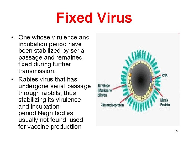 Fixed Virus • One whose virulence and incubation period have been stabilized by serial