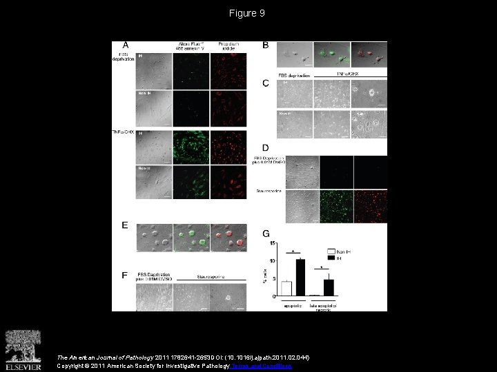 Figure 9 The American Journal of Pathology 2011 1782641 -2653 DOI: (10. 1016/j. ajpath.