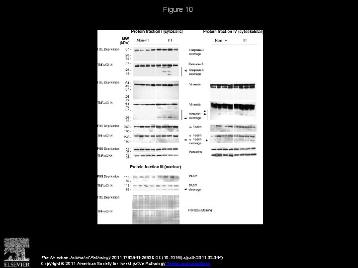 Figure 10 The American Journal of Pathology 2011 1782641 -2653 DOI: (10. 1016/j. ajpath.