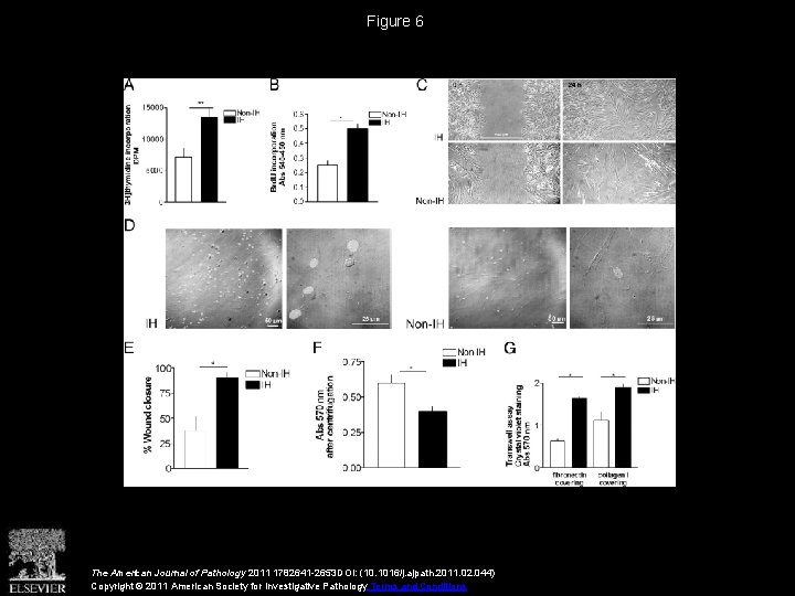 Figure 6 The American Journal of Pathology 2011 1782641 -2653 DOI: (10. 1016/j. ajpath.