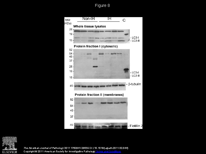 Figure 8 The American Journal of Pathology 2011 1782641 -2653 DOI: (10. 1016/j. ajpath.