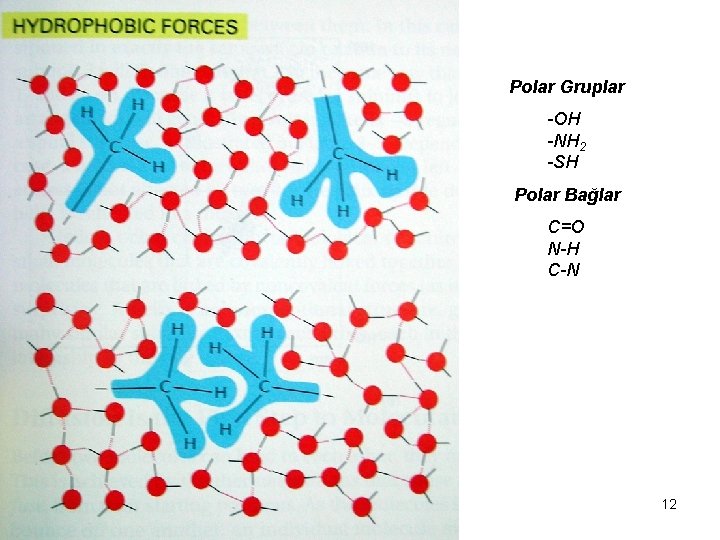 Polar Gruplar -OH -NH 2 -SH Polar Bağlar C=O N-H C-N 12 