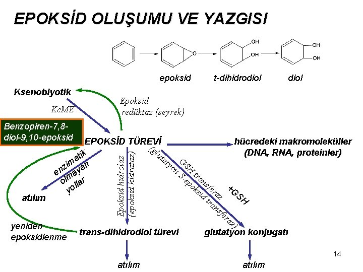 EPOKSİD OLUŞUMU VE YAZGISI epoksid Ksenobiyotik Kc. ME t-dihidrodiol Epoksid redüktaz (seyrek) Benzopiren-7, 8