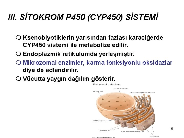 III. SİTOKROM P 450 (CYP 450) SİSTEMİ m Ksenobiyotiklerin yarısından fazlası karaciğerde CYP 450