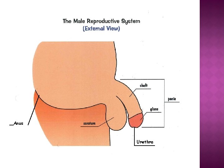 Anus Urethra 