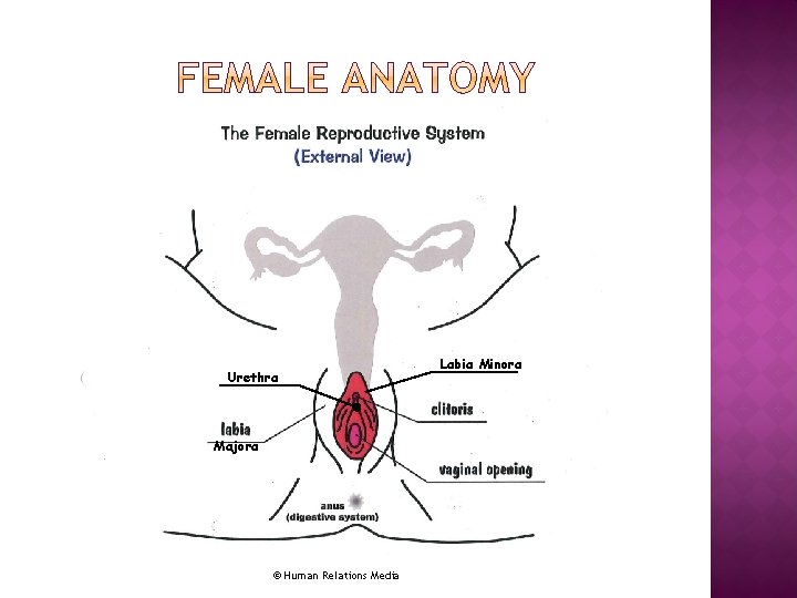 Urethra Majora © Human Relations Media Labia Minora 