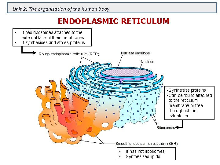 Unit 2: The organisation of the human body ENDOPLASMIC RETICULUM • • It has