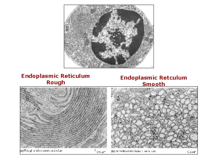 Endoplasmic Reticulum Rough Endoplasmic Retculum Smooth 