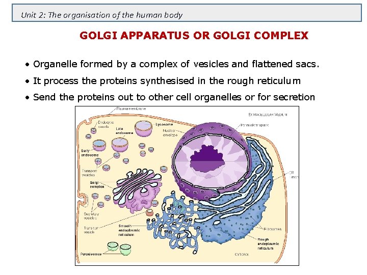 Unit 2: The organisation of the human body GOLGI APPARATUS OR GOLGI COMPLEX •