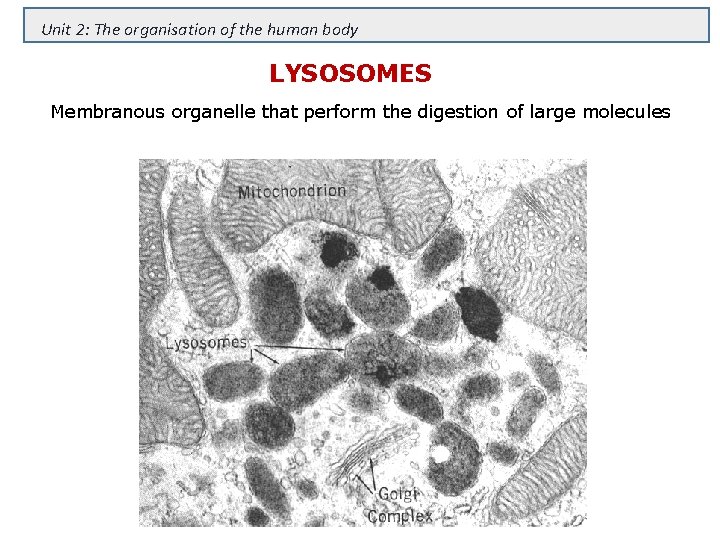 Unit 2: The organisation of the human body LYSOSOMES Membranous organelle that perform the
