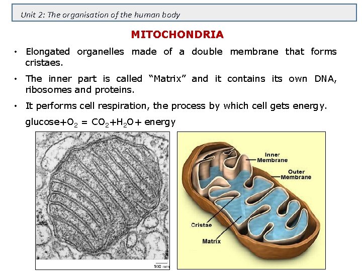 Unit 2: The organisation of the human body MITOCHONDRIA • Elongated organelles made of