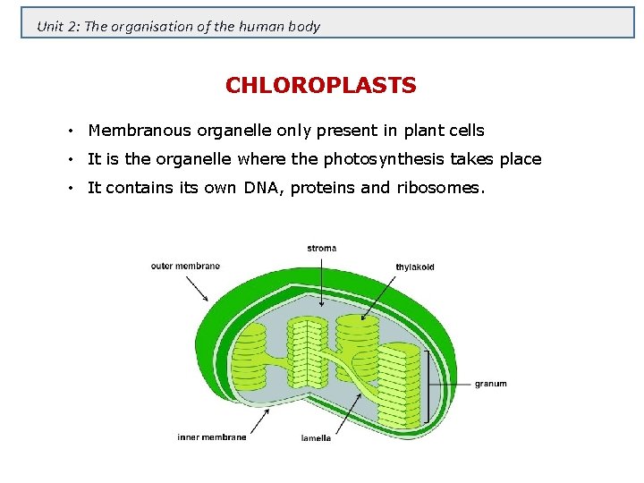 Unit 2: The organisation of the human body CHLOROPLASTS • Membranous organelle only present