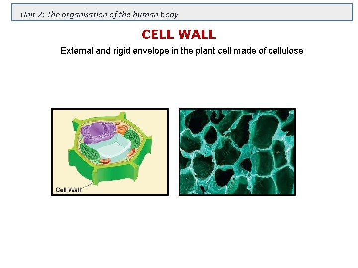Unit 2: The organisation of the human body CELL WALL External and rigid envelope