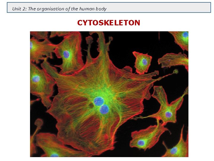 Unit 2: The organisation of the human body CYTOSKELETON 