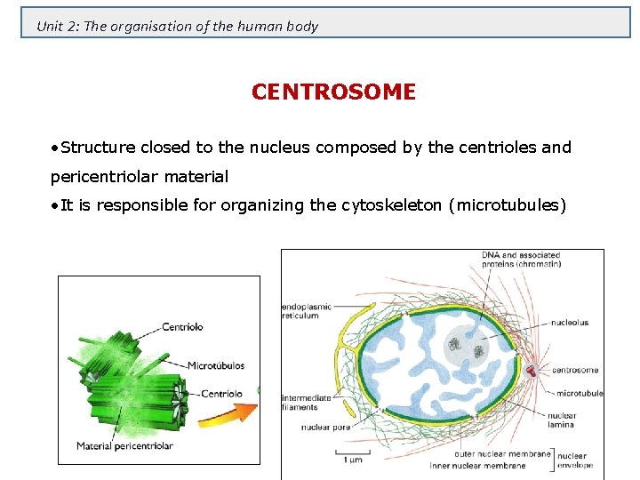 Unit 2: The organisation of the human body CENTROSOME • Structure closed to the