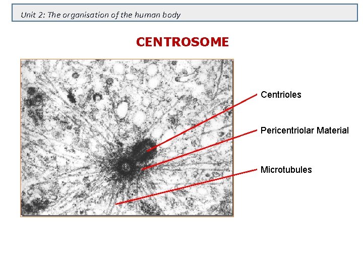 Unit 2: The organisation of the human body CENTROSOME Centrioles Pericentriolar Material Microtubules 