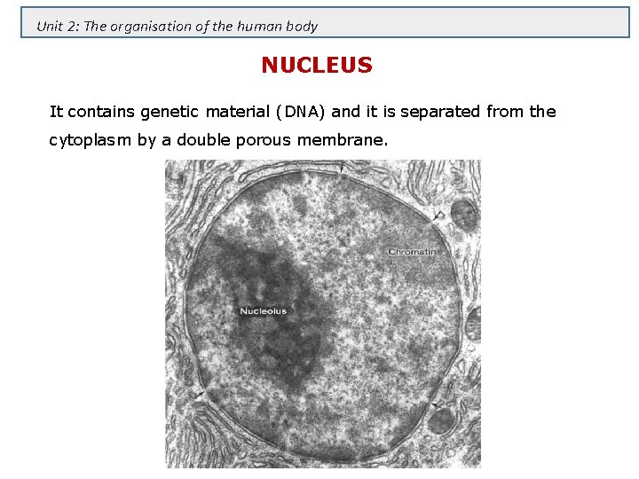 Unit 2: The organisation of the human body NUCLEUS It contains genetic material (DNA)