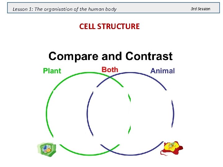 Lesson 1: The organisation of the human body CELL STRUCTURE 3 rd Session 