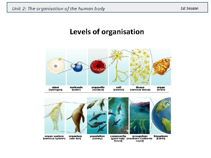 Unit 2: The organisation of the human body Levels of organisation 1 st Session