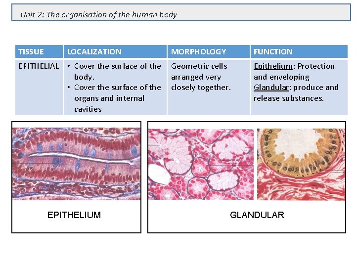 Unit 2: The organisation of the human body TISSUE LOCALIZATION EPITHELIAL • Cover the