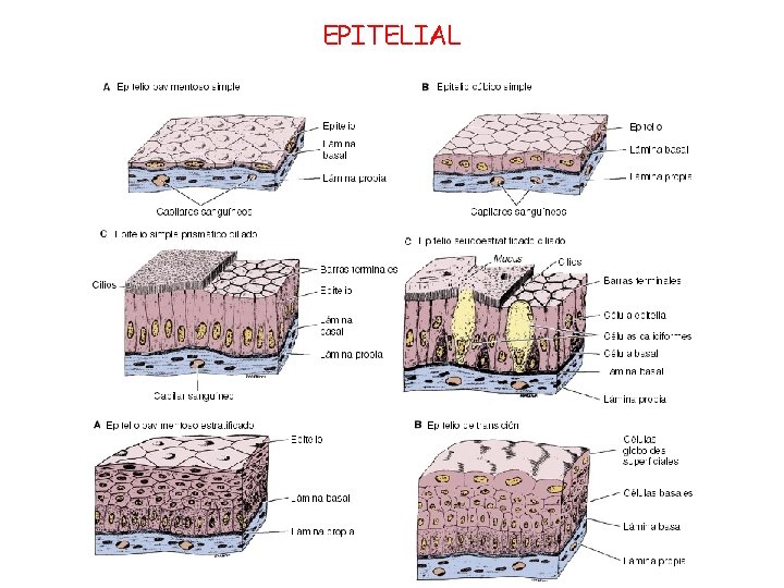 EPITELIAL 