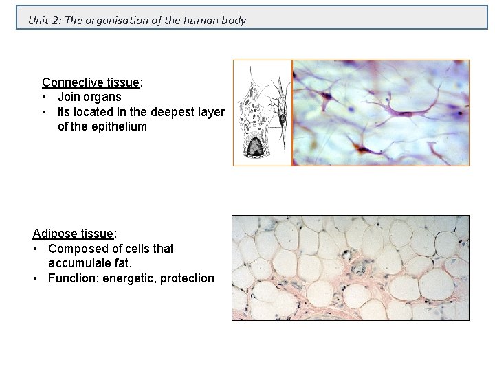 Unit 2: The organisation of the human body Connective tissue: • Join organs •