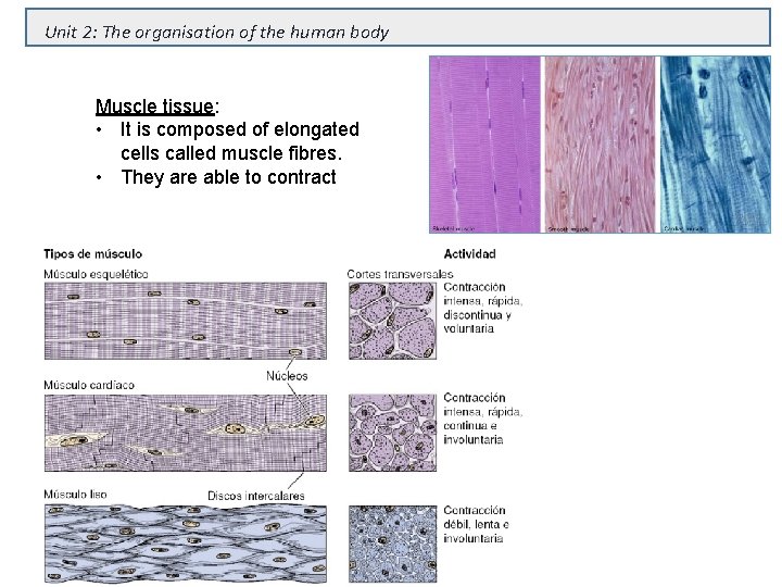 Unit 2: The organisation of the human body Muscle tissue: • It is composed