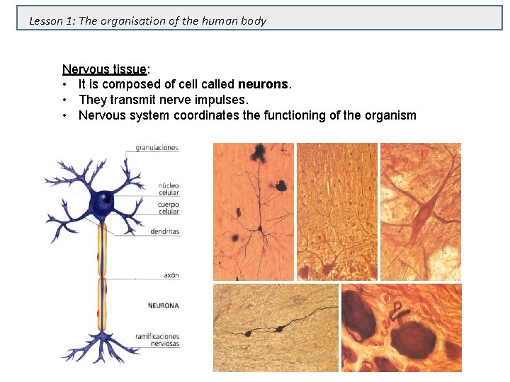 Lesson 1: The organisation of the human body Nervous tissue: • It is composed