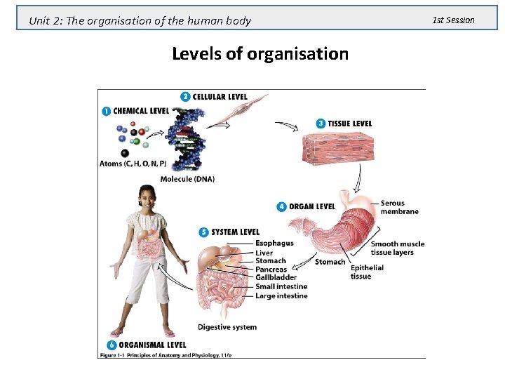 Unit 2: The organisation of the human body Levels of organisation 1 st Session