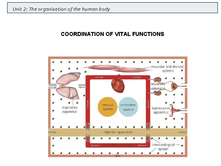 Unit 2: The organisation of the human body COORDINATION OF VITAL FUNCTIONS 