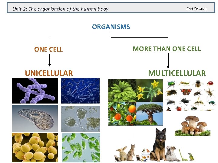 Unit 2: The organisation of the human body 2 nd Session ORGANISMS ONE CELL