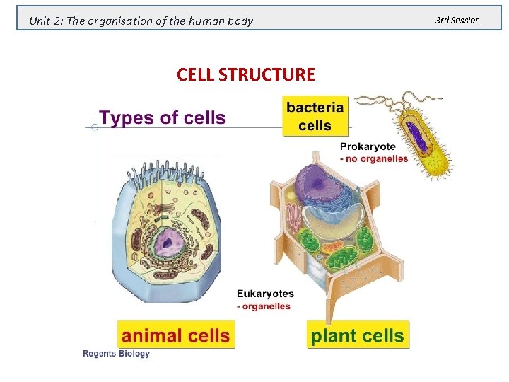 Unit 2: The organisation of the human body CELL STRUCTURE 3 rd Session 