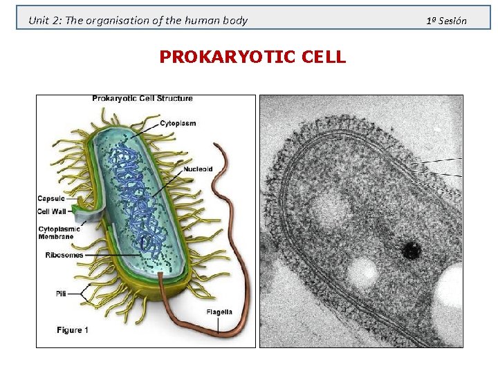 Unit 2: The organisation of the human body PROKARYOTIC CELL 1ª Sesión 