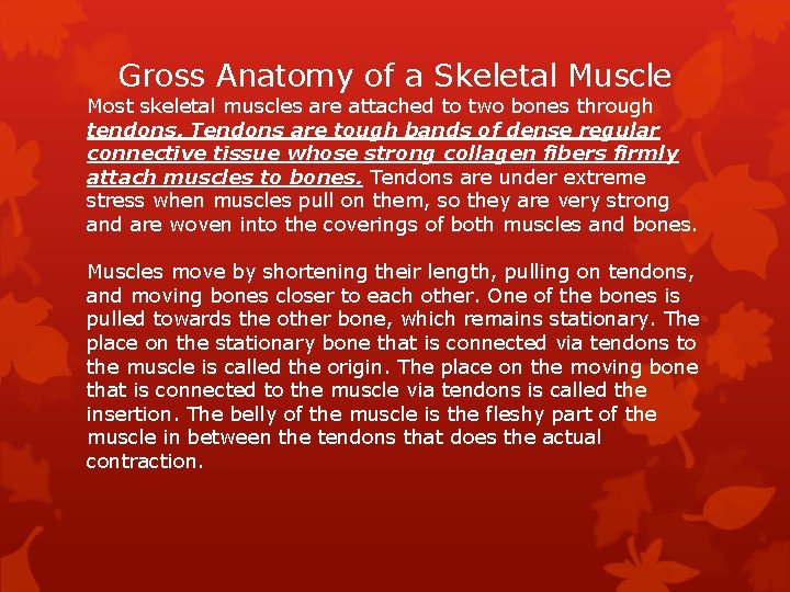 Gross Anatomy of a Skeletal Muscle Most skeletal muscles are attached to two bones