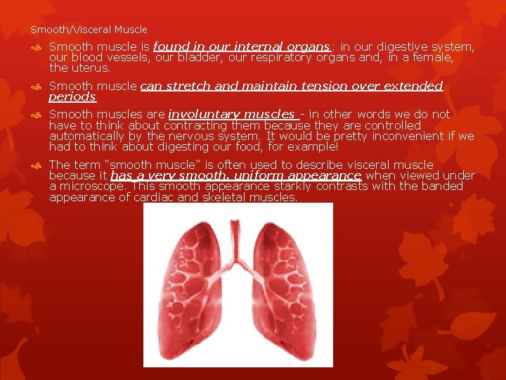 Smooth/Visceral Muscle Smooth muscle is found in our internal organs: in our digestive system,