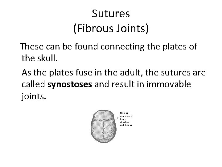Sutures (Fibrous Joints) These can be found connecting the plates of the skull. As