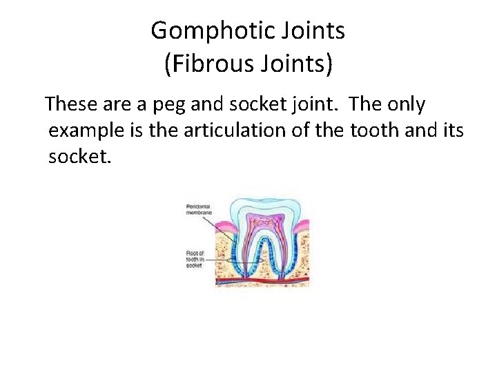 Gomphotic Joints (Fibrous Joints) These are a peg and socket joint. The only example