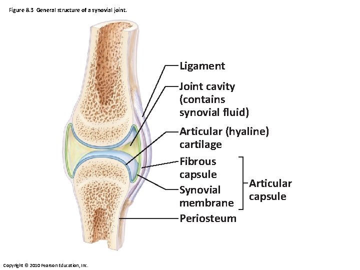 Figure 8. 3 General structure of a synovial joint. Ligament Joint cavity (contains synovial