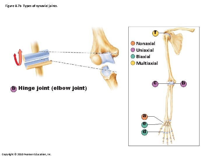 Figure 8. 7 b Types of synovial joints. f Nonaxial Uniaxial Biaxial Multiaxial c