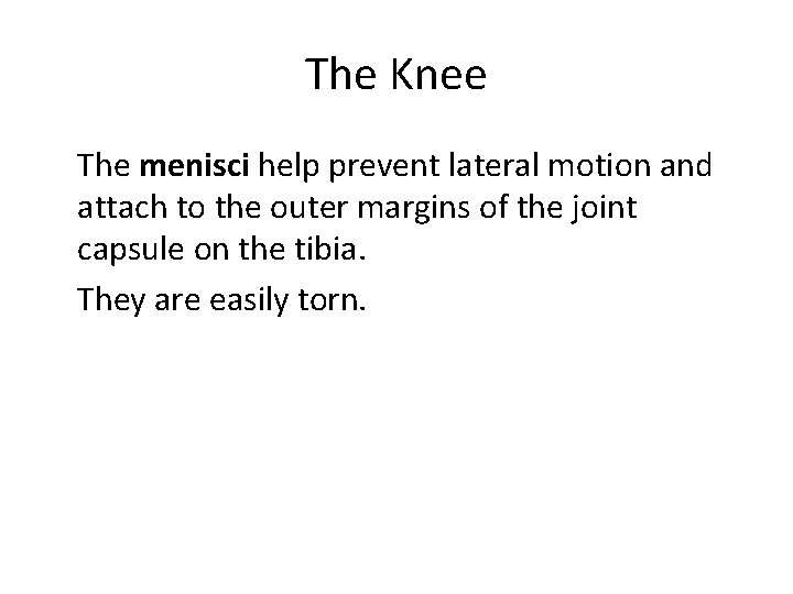 The Knee The menisci help prevent lateral motion and attach to the outer margins