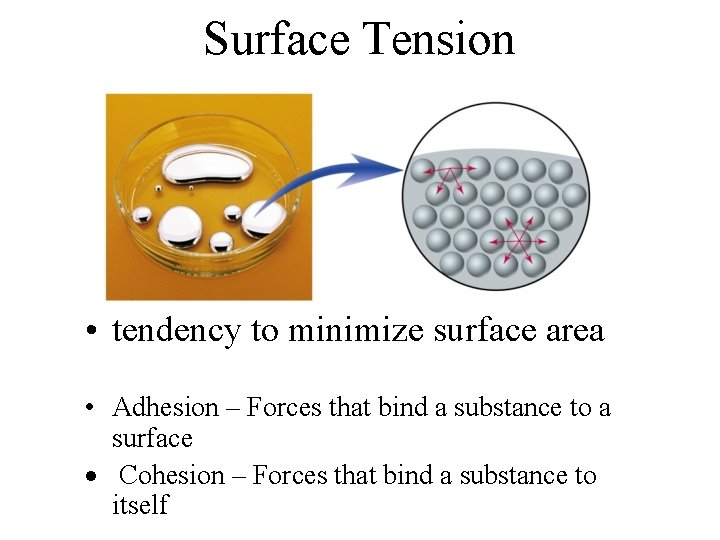 Surface Tension • tendency to minimize surface area • Adhesion – Forces that bind